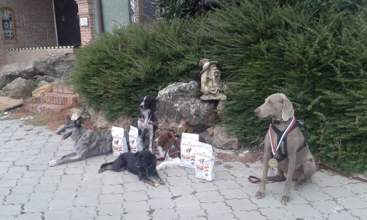 Cvite.sk - Canicross Dolany a prechdzka so psom