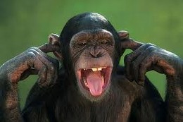 test2 opice