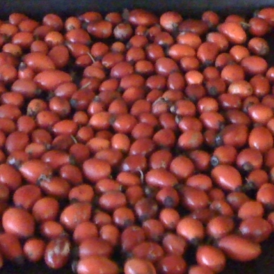 pky s darom jesene. Obsahuj viac vitamnu C ako citrn